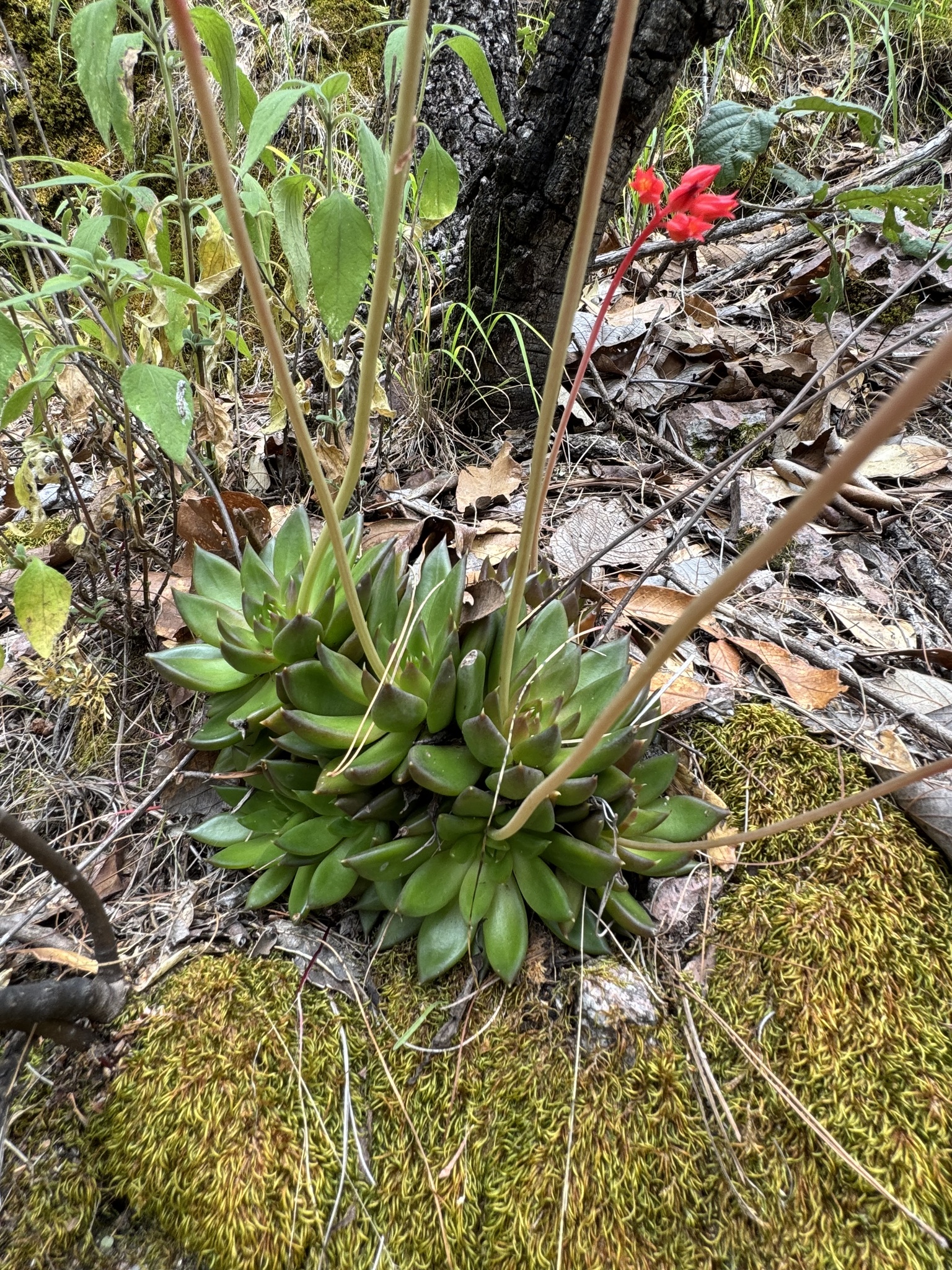 Imagem de Echeveria-preta