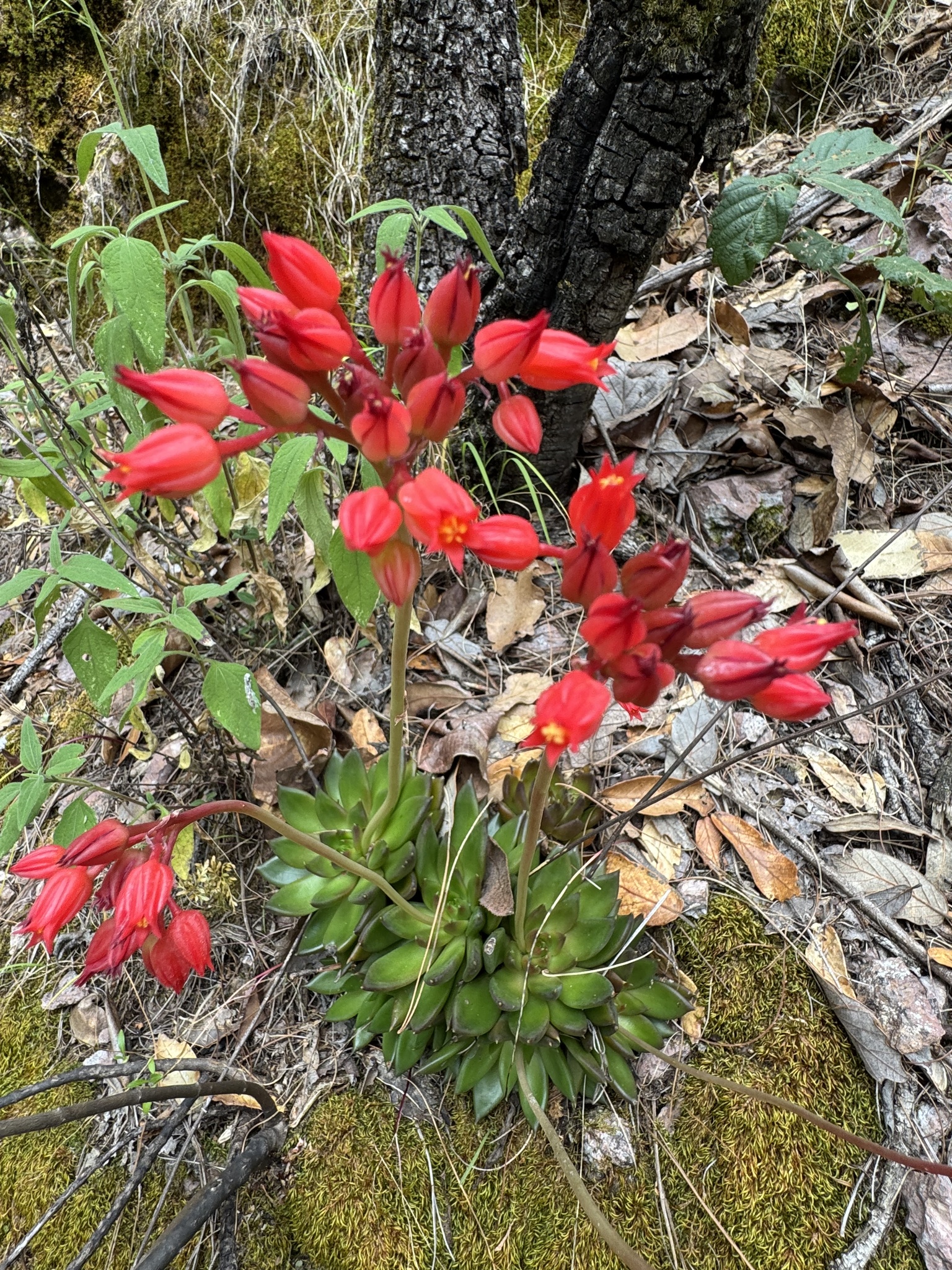 Imagem de Echeveria-preta