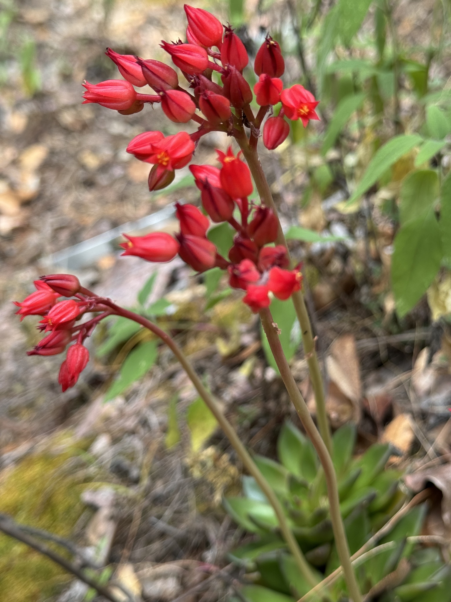 Imagem de Echeveria-preta