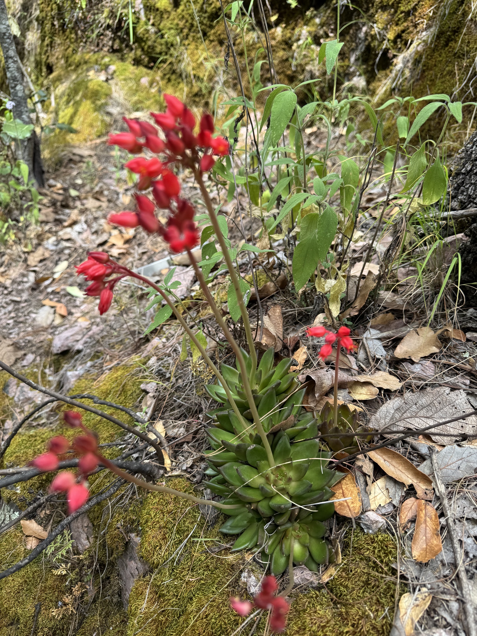 Imagem de Echeveria-preta