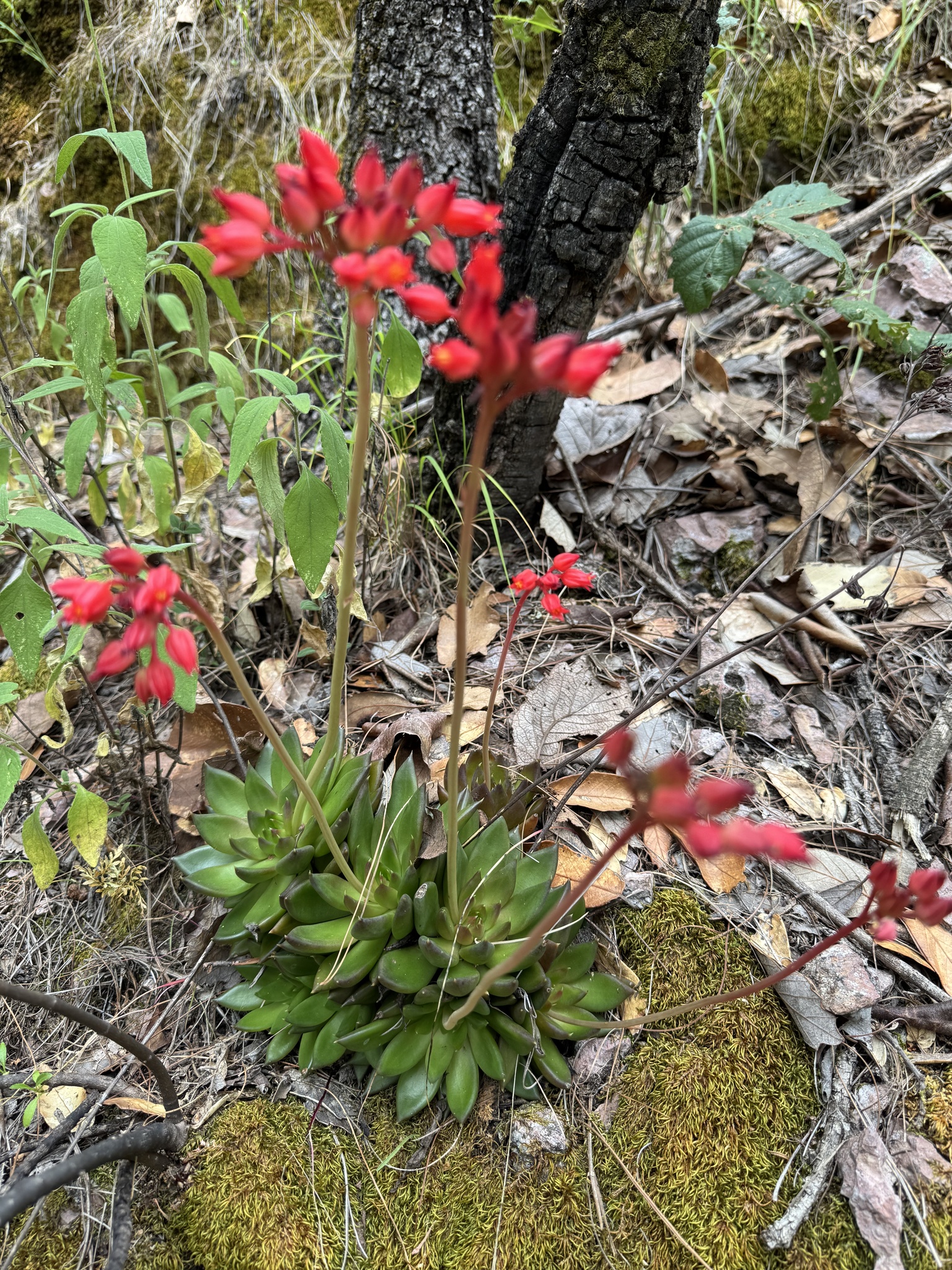 Imagem de Echeveria-preta