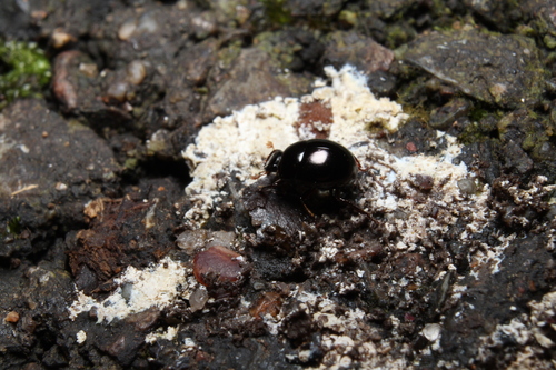Temnoplectron aeneopiceum