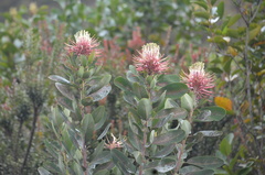 Oreocallis grandiflora