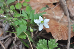 Anemone cathayensis