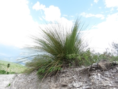 Dasylirion longissimum