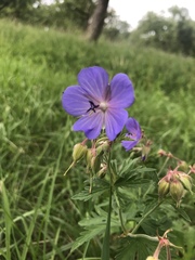 Geranium pratense