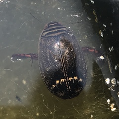 Acilius semisulcatus