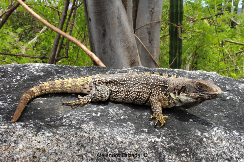 Oaxacan Spiny-tailed Iguana