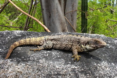 Ctenosaura oaxacana