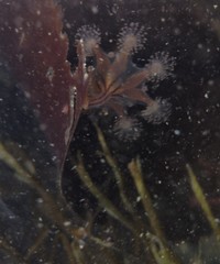 Haliclystus sanjuanensis