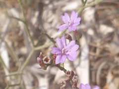 Limonium virgatum