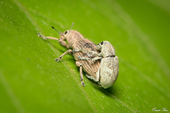 Eugnathus distinctus