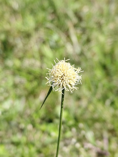 Rhynchospora setigera, 2024-10-19