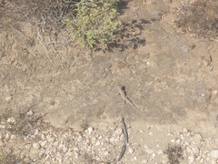 Acanthodactylus schreiberi