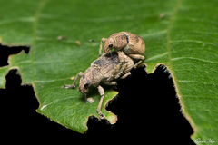 Eugnathus distinctus