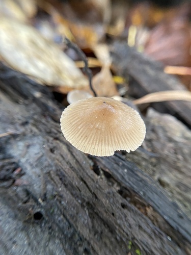 Owingsia PNW01 graham.jpg