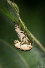 Eugnathus distinctus