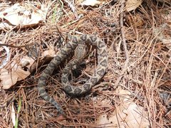 Crotalus molossus oaxacus