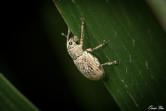 Eugnathus distinctus