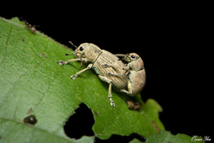 Eugnathus distinctus