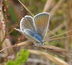 Icaricia icarioides parapheres