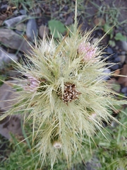 Cirsium obvallatum