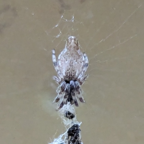 Photo of Conical Trashline Orbweaver (Cyclosa conica)