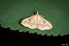 Glyphodes pyloalis