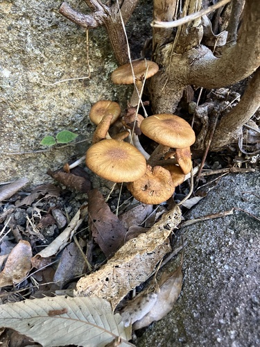 Desarmillaria tabescens