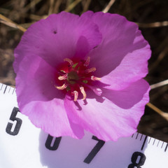 Clarkia rubicunda