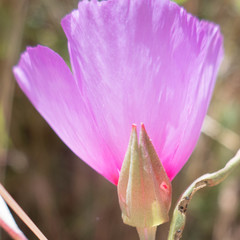 Clarkia rubicunda