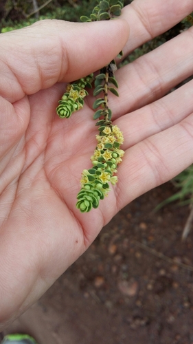 Broaf-leaved clutia (Clutia alaternoides)