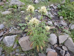 Cirsium obvallatum