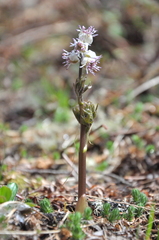 Actaea vaginata