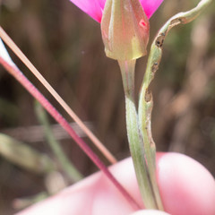 Clarkia rubicunda