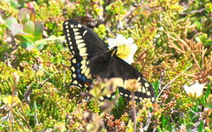 Papilio brevicauda