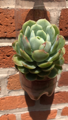 Echeveria elegans