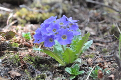 Primula sonchifolia