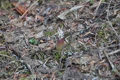 Actaea vaginata