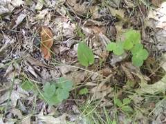 Hepatica americana