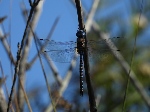 iNaturalist observation photo of Blue-eyed Darner