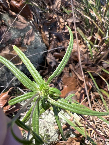 Image of Helianthus porteri by no rights reserved