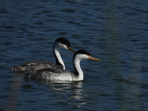 iNaturalist observation photo of Western and Clark's Grebes