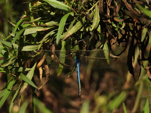 iNaturalist observation photo of Common Green Darner