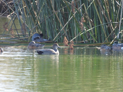 iNaturalist observation photo of Gadwall
