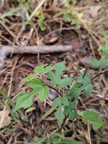 dwarf paper mulberry