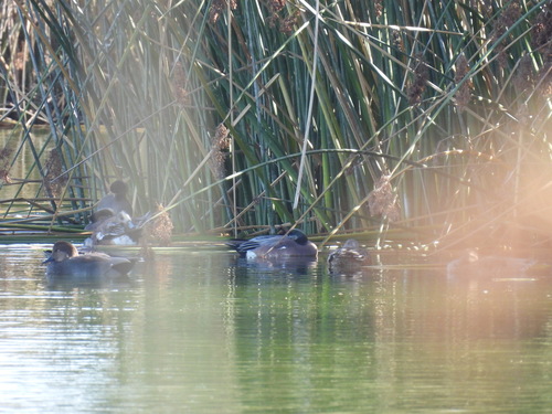 iNaturalist observation photo of American Wigeon