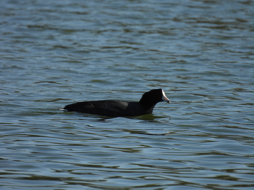 iNaturalist observation photo of American Coot
