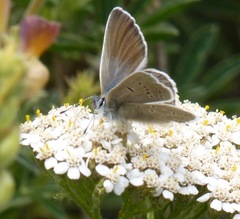 Icaricia icarioides parapheres