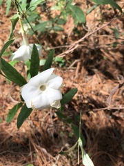 Mandevilla hypoleuca